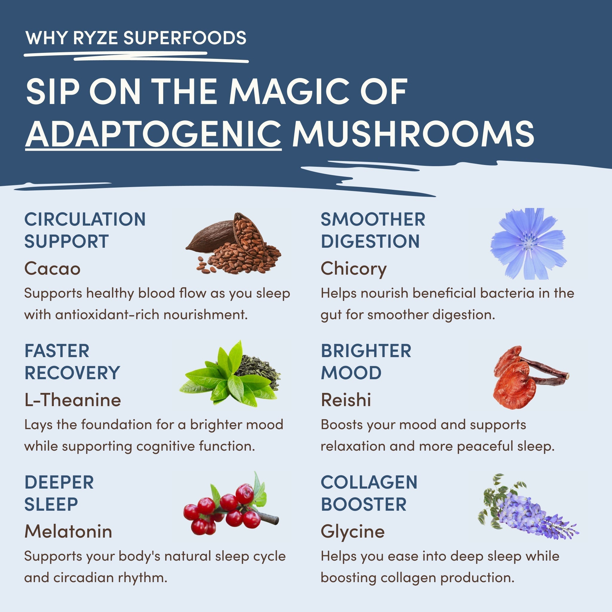 Mushroom Hot Cocoa (20 servings) - Steady Energy