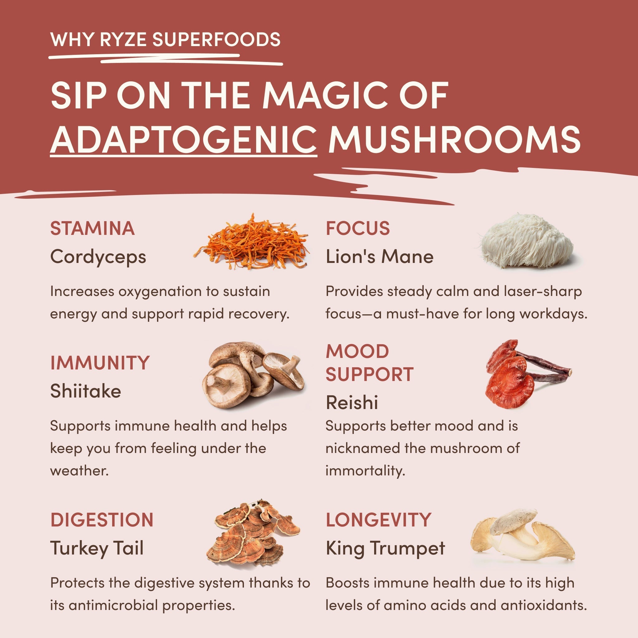 Mushroom Chicory (30 Servings) - Superfood Coffee