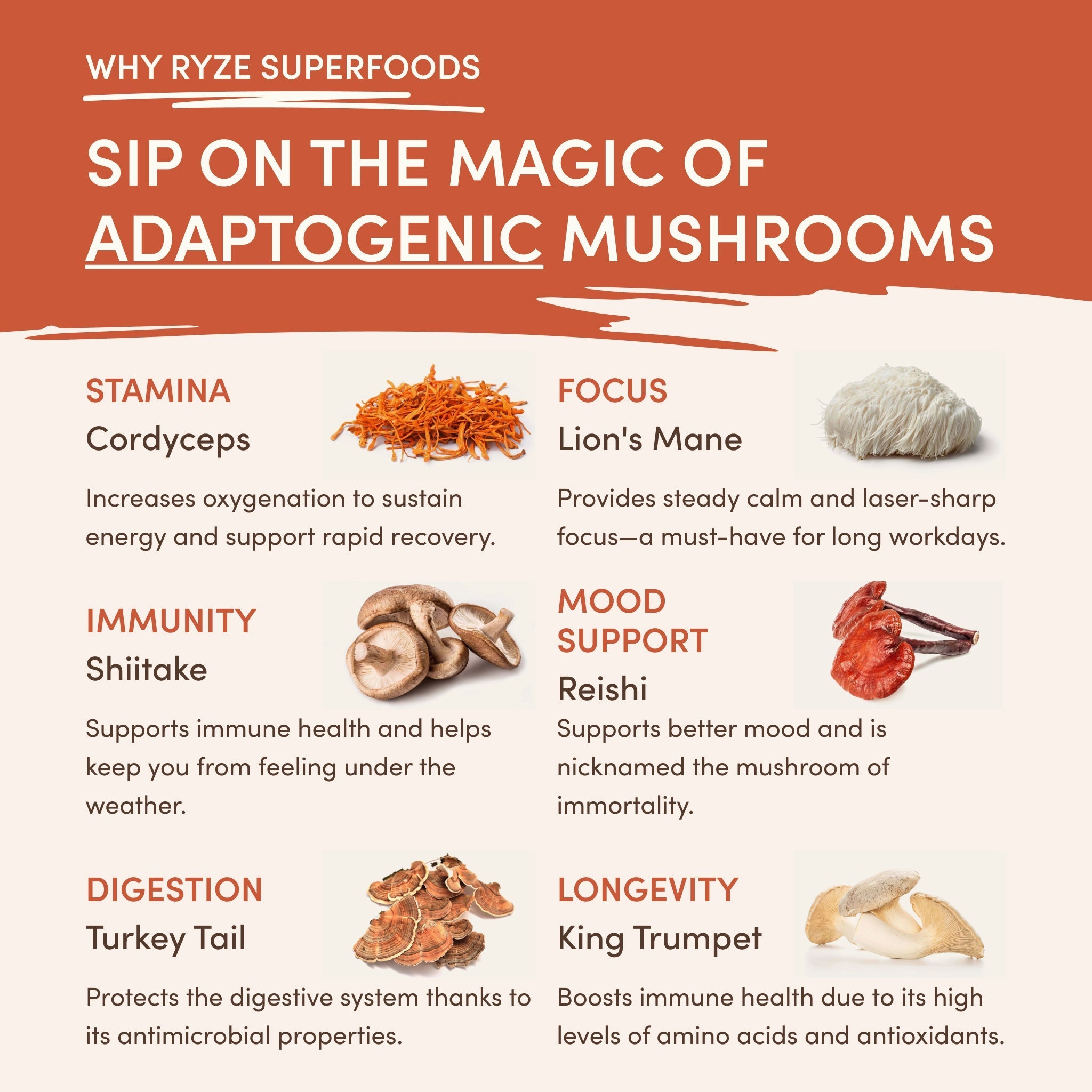 Vanilla Creamer 3-Pack - Mushroom Blend